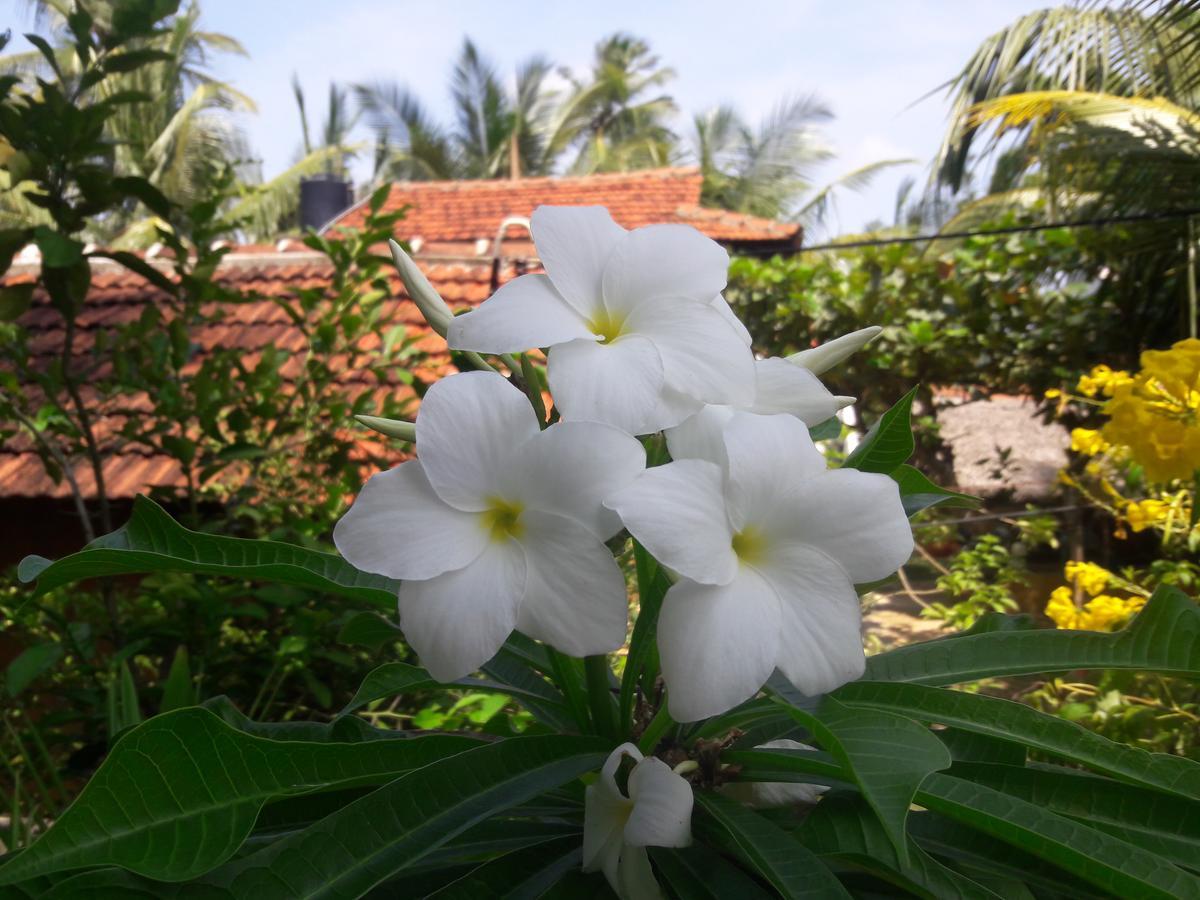 Natural Cabanas Kanattagoda Экстерьер фото